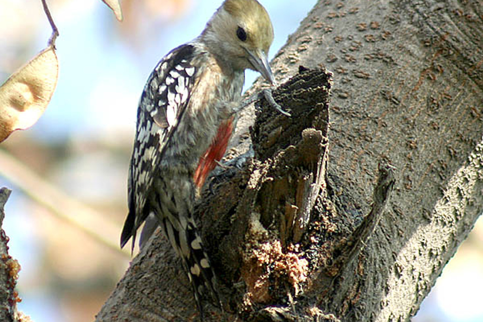 Bird watching at Harike